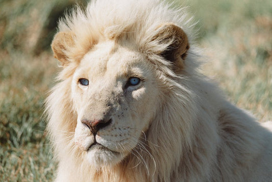 Harnessing Healing Power: The Best Lion's Mane Supplement for Your Wellbeing